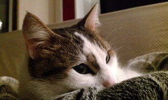 养猫不易：揭示每次亲密接触猫咪都可能带来致命风险的不为人知的真相
