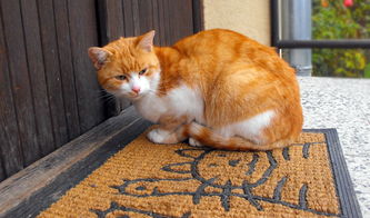 (主人亲猫咪,猫咪会开心吗)主人亲吻猫咪它知道吗？揭秘猫咪对主人亲昵行为的感知与反应