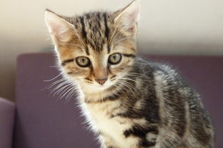 (家园攻防战无限金币钻石)探讨家园攻防战T0英雄的关键策略和技巧,打造无敌阵容称霸战场 (家园攻防战无限金币钻石)探讨家园攻防战T0英雄的关键策略和技巧,打造无敌阵容称霸战场