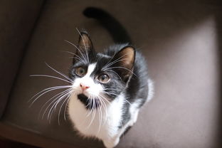 (田园猫与狸花猫的区别)田园猫和狸花猫的区别：如何分辨它们在外表和习性上的差异？