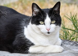 (田园猫与狸花猫的区别)田园猫和狸花猫的区别：如何分辨它们在外表和习性上的差异？