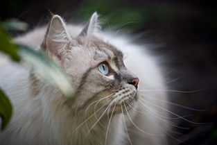 (田园猫与狸花猫的区别)田园猫和狸花猫的区别：如何分辨它们在外表和习性上的差异？