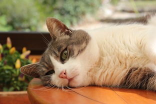 探讨猫咪农场模拟经营游戏名字及其设计理念: 捉猫乐园——你的猫咪农场模拟经营之路 探讨猫咪农场模拟经营游戏名字及其设计理念: 捉猫乐园——你的猫咪农场模拟经营之路