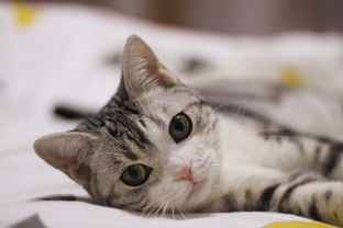 (日本猫咪列车长)寻找猫猫列车的秘密基地：探访全国各地的猫猫列车位置和特点