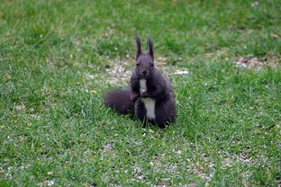 (河狸 游戏)河狸计划游戏编辑器最新版本更新内容介绍详解 (河狸 游戏)河狸计划游戏编辑器最新版本更新内容介绍详解