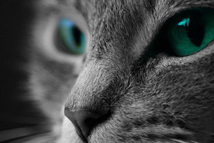 (爱猫文化)在书香和猫咪的陪伴中，探寻爱猫文人背后的温柔与灵感