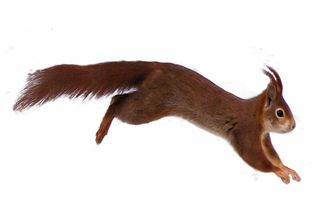 (鼠,虎,蛇三分天下?猜猜这个准确生肖是什么动物)鼠、虎、蛇三分天下?猜猜这个准确生肖是什么? (鼠,虎,蛇三分天下?猜猜这个准确生肖是什么动物)鼠、虎、蛇三分天下?猜猜这个准确生肖是什么?