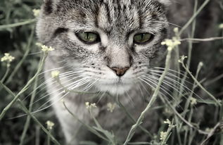 (猫的野外生存)猫野外图鉴:探索猫科动物的生态与行为 (猫的野外生存)猫野外图鉴:探索猫科动物的生态与行为