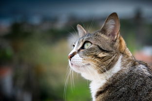 (探探猫过大年第一季)快来获取探探猫大作战激活码，尽情参与激烈战斗与挑战！