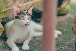 探索喵与筑无限猫爪版:猫咪主题建筑模拟器带来的无限乐趣和创意 探索喵与筑无限猫爪版:猫咪主题建筑模拟器带来的无限乐趣和创意