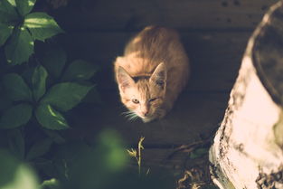 (遇见喵星人百科)遇见喵克斯:近况揭秘,关于这只神秘猫咪的最新动向与趣事 (遇见喵星人百科)遇见喵克斯:近况揭秘,关于这只神秘猫咪的最新动向与趣事