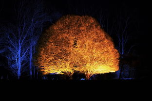 (梦幻魔法屋无限金币钻石)探秘梦幻魔法屋九游：神秘之地等你来探索！
