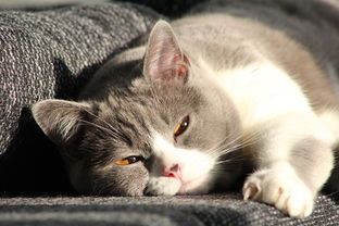 (亲吻猫咪猫咪能明白什么意思吗)亲吻猫咪游戏:在猫猫惊魂的奇幻世界中与喵星人展开冒险! (亲吻猫咪猫咪能明白什么意思吗)亲吻猫咪游戏:在猫猫惊魂的奇幻世界中与喵星人展开冒险!