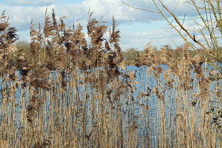 (《帝王时代》)古典文学珍藏:帝王时代全本原版经典作品一览 (《帝王时代》)古典文学珍藏:帝王时代全本原版经典作品一览