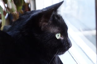 (猫宅日记的礼包码有哪些)探索猫宅世界的奇幻之旅:打造自己的猫宅日记游戏体验 (猫宅日记的礼包码有哪些)探索猫宅世界的奇幻之旅:打造自己的猫宅日记游戏体验