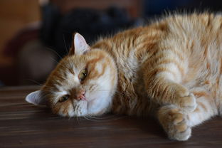 (猫宅日记的礼包码有哪些)探索猫宅世界的奇幻之旅:打造自己的猫宅日记游戏体验 (猫宅日记的礼包码有哪些)探索猫宅世界的奇幻之旅:打造自己的猫宅日记游戏体验