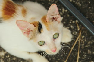 (如何准确识别猫咪的各种品种图片)如何准确识别猫咪的各种品种? (如何准确识别猫咪的各种品种图片)如何准确识别猫咪的各种品种?