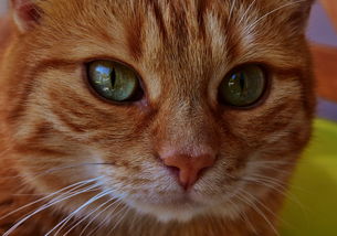 (2020猫咪游戏盘点)探索最强猫咪游戏世界:成为猫咪王者的冒险之旅与乐趣体验 (2020猫咪游戏盘点)探索最强猫咪游戏世界:成为猫咪王者的冒险之旅与乐趣体验