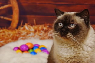 (《中国达人秀》宠爱吖完整版)中国达人秀宠物:绚烂多彩的萌宠风采展示大赛 (《中国达人秀》宠爱吖完整版)中国达人秀宠物:绚烂多彩的萌宠风采展示大赛