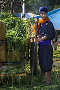 (一个很老的农场游戏)重温经典:探秘一款很老的单机游戏农场 (一个很老的农场游戏)重温经典:探秘一款很老的单机游戏农场