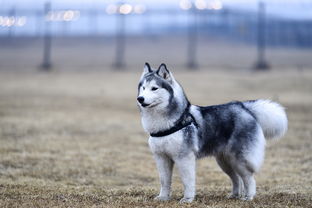 萌力冲刺萌力值：如何全方位提升可爱指数，成为大家心中的宠物宝贝