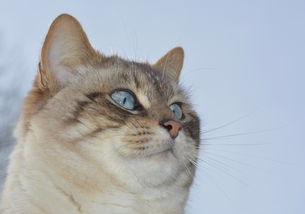 (捕梦猫游戏)在捕梦猫的引导下,探索黑暗之城中的秘密与奇幻冒险 (捕梦猫游戏)在捕梦猫的引导下,探索黑暗之城中的秘密与奇幻冒险