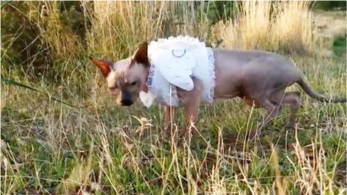 某怪猫风格肉鸽射击下载最新版本-某怪猫风格肉鸽射击玩穿越下载v.0.50