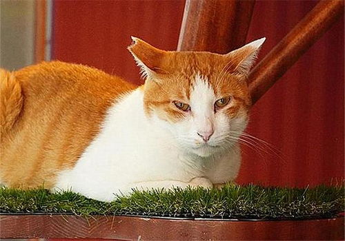 猫咪打工模拟器最新版-猫咪打工模拟器下载手机版2024正版更新版v.9.36 猫咪打工模拟器最新版-猫咪打工模拟器下载手机版2024正版更新版v.9.36