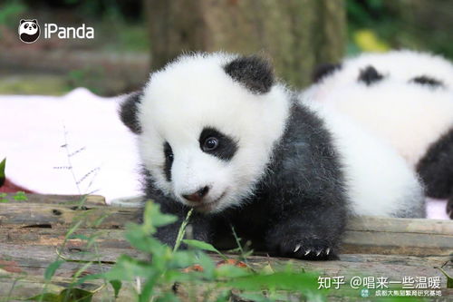 招财熊猫免费版下载-招财熊猫官网下载v.0.63