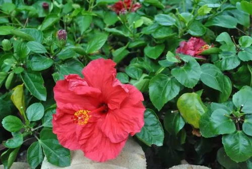 如何让员工大红花获得更多的方法? 如何让员工大红花获得更多的方法?