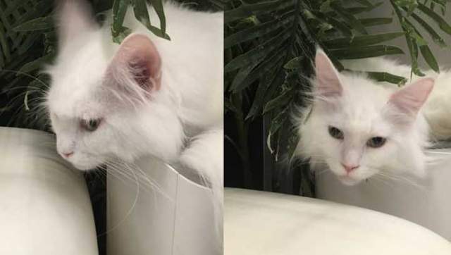 我家猫开的修仙中心供应无限鱼干,猫咪们修炼之余尽享美味盛宴 我家猫开的修仙中心供应无限鱼干,猫咪们修炼之余尽享美味盛宴