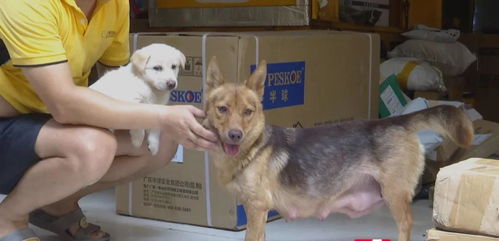 因狗引起的民事纠纷 天津处理方法与相关责任规定 因狗引起的民事纠纷 天津处理方法与相关责任规定