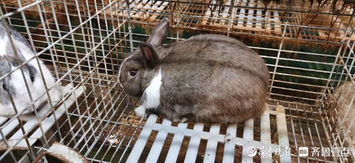 大三巴精准资料免费，狗、猪、兔、马，和澳门一码一特一中预测免费准通俗剖析、解释与落实,拒绝虚假推销阱