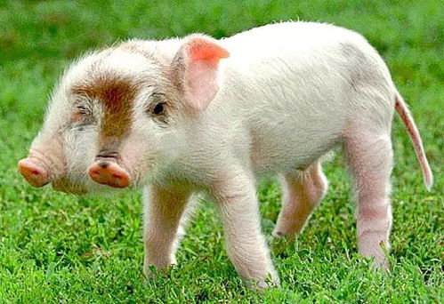 怀疑:狗、鸡、猴、猪:新奥一特一码预测与新澳门开六今晚一特一下期预测327期-多维释义、专家解读解释与落实,谨防不实诱导危害 怀疑:狗、鸡、猴、猪:新奥一特一码预测与新澳门开六今晚一特一下期预测327期-多维释义、专家解读解释与落实,谨防不实诱导危害