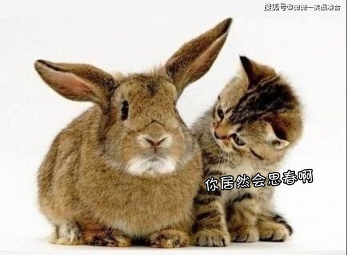 2026年天天彩免费大全与2026最新资料大全免费:猪、兔、蛇、牛,标准释义、解释与落实-杜绝不实的面具