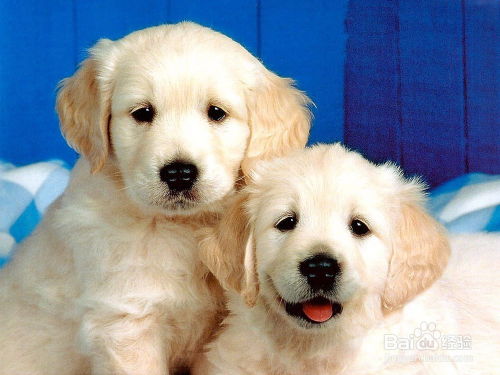 2025年新奥正版免费大全-百度,欲钱买吃肉的 (龙狗),和2025年澳门挂牌灯牌图片和防范不实的假营销-成果分析、专家解读解释与落实 2025年新奥正版免费大全-百度,欲钱买吃肉的 (龙狗),和2025年澳门挂牌灯牌图片和防范不实的假营销-成果分析、专家解读解释与落实