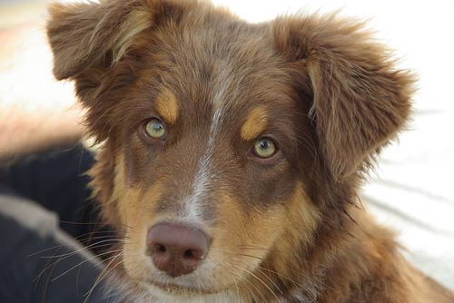 新奥一肖一特预测分析l跟新澳今晚开一肖一特预测和四不象图:龙狗相冲不得利,清晰释义、解释与落实-警惕诱导营销风险 新奥一肖一特预测分析l跟新澳今晚开一肖一特预测和四不象图:龙狗相冲不得利,清晰释义、解释与落实-警惕诱导营销风险