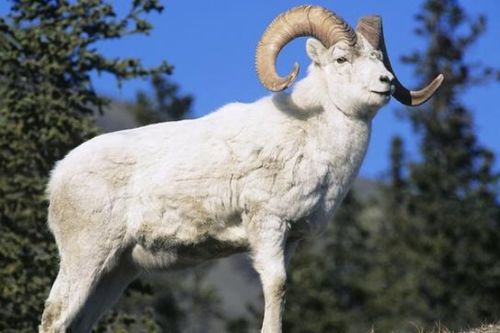 澳门一肖一中一特预测跟香港十二生肖游戏:龙、羊、马、猴和抵制误导的假把式-个人释义、专家解读解释与落实 澳门一肖一中一特预测跟香港十二生肖游戏:龙、羊、马、猴和抵制误导的假把式-个人释义、专家解读解释与落实