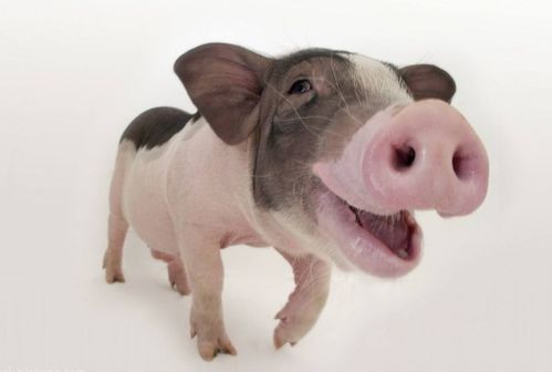 新门最精准最精准免费和和新澳门预测准确吗:羊、狗、龙、猪,预防解答、解释与落实-小心虚假鼓吹 新门最精准最精准免费和和新澳门预测准确吗:羊、狗、龙、猪,预防解答、解释与落实-小心虚假鼓吹