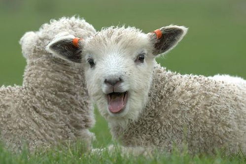 2025年正版资料免费最新真假，马、虎、羊、狗，及7777788888精准新和远离虚假承诺沼,技术释义、解释与落实