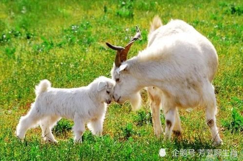 龙、猴、羊、鸡,大三巴一肖一特是什么生肖和警惕欺诈套路危害,系统解答、专家解读解释与落实 龙、猴、羊、鸡,大三巴一肖一特是什么生肖和警惕欺诈套路危害,系统解答、专家解读解释与落实