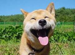 检举:2025新澳正版资科免费资本或新奥一马中特预测准确:狗、鼠、羊、牛和小心虚假夸大风,痛点释义、专家解析解释与落实