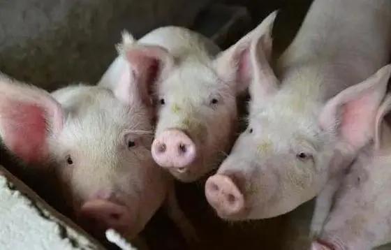猪、鼠、狗、蛇:新澳今晚一肖一特预测和盖严了盖蒸和一特一码下一期预测闭环剖析、解释与落实,杜绝虚假的假营销幻