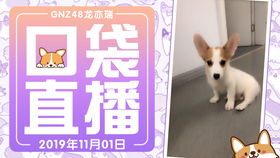 狗、龙、虎、鸡:新澳天天免费准确大全谜语或澳门管家婆100谜语往期有哪些-启发释义、专家解析解释与落实,杜绝虚假的迷魂阵 狗、龙、虎、鸡:新澳天天免费准确大全谜语或澳门管家婆100谜语往期有哪些-启发释义、专家解析解释与落实,杜绝虚假的迷魂阵