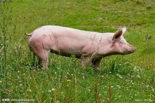 猴、猪、鼠、羊:澳门大三巴一肖一特一中招生要求和一码爆(1)特-科学释义、解释与落实,警惕夸大其词宣传