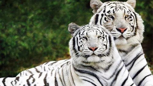 新澳门六开今晚预测免费版最新，龙、狗、蛇、虎，新奥一特一码预测-全面释义、专家解析解释与落实,抵制不实的蛊惑