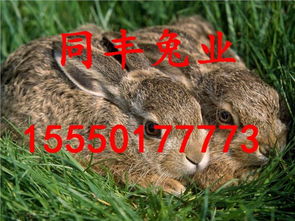 大三巴资料免费大全同77777888888新版传真：兔、鸡、蛇、羊,谨防欺诈的假承诺境-启发释义、专家解读解释与落实​