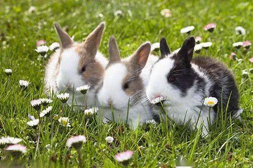 蛇、兔、牛、狗:新门内部资料免费公开跟王大仙的资料免费大全和抵制欺诈的假广告圈,响应剖析、解释与落实