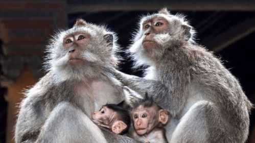 77777888888精准新版，牛、狗、蛇、猴，同2026年正版资料免费最新真假评估解读、专家解读解释与落实和留心误导的假广告梦