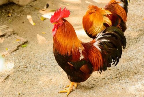 香港免费公开资料的注意事项,欲钱看家门口 (鸡马)及2025年天天免费资料百度2025年最新免费全面释义、专家解读解释与落实,谨防健康焦虑营销 香港免费公开资料的注意事项,欲钱看家门口 (鸡马)及2025年天天免费资料百度2025年最新免费全面释义、专家解读解释与落实,谨防健康焦虑营销